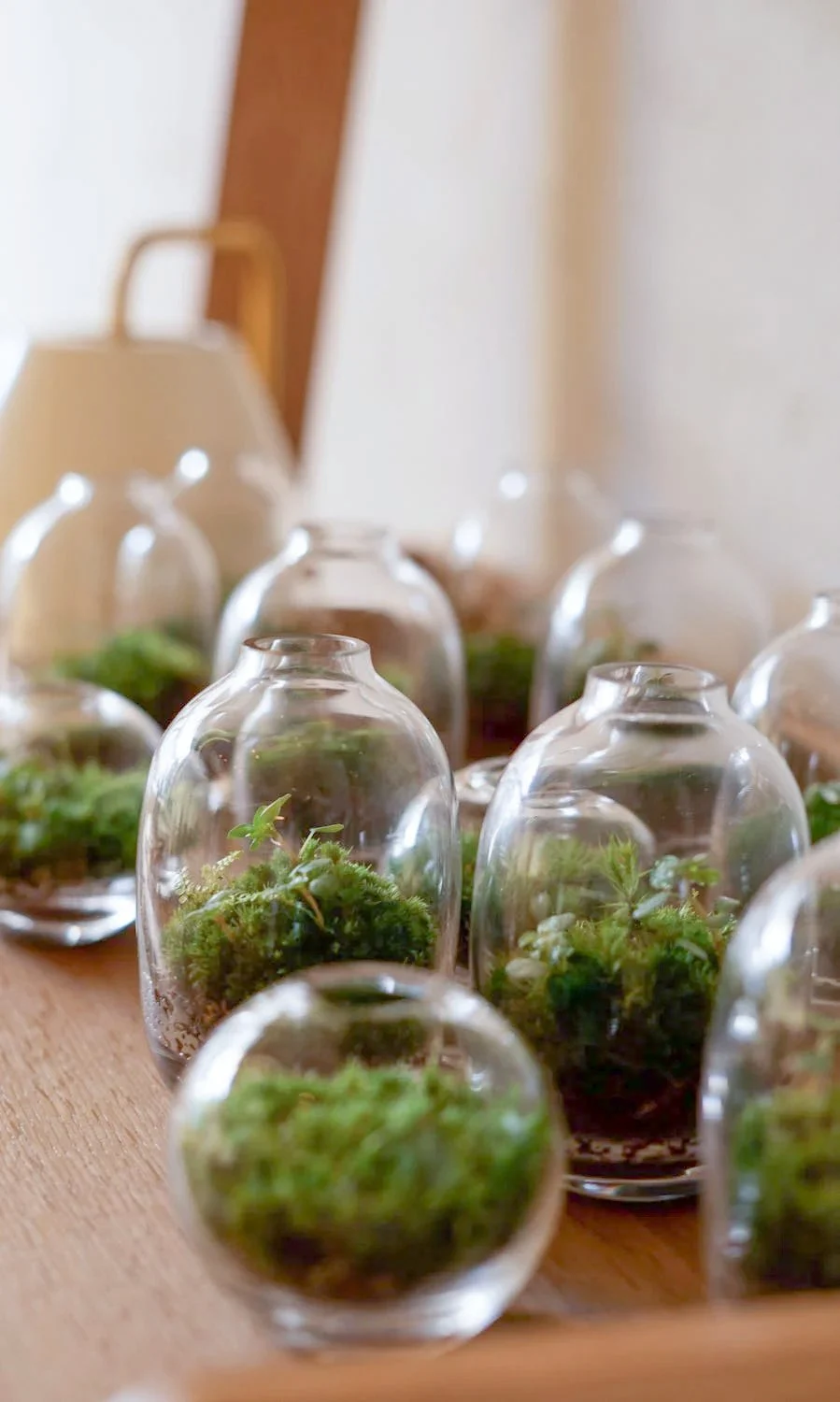 Terrarium Workshop